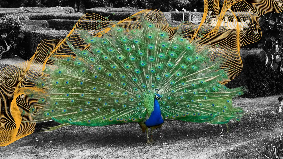 A peacock layered with digital graphic design, representing marketing for cyber security companies while exhibiting a fractal pattern in its colors representing the recursive nature of digital marketing.